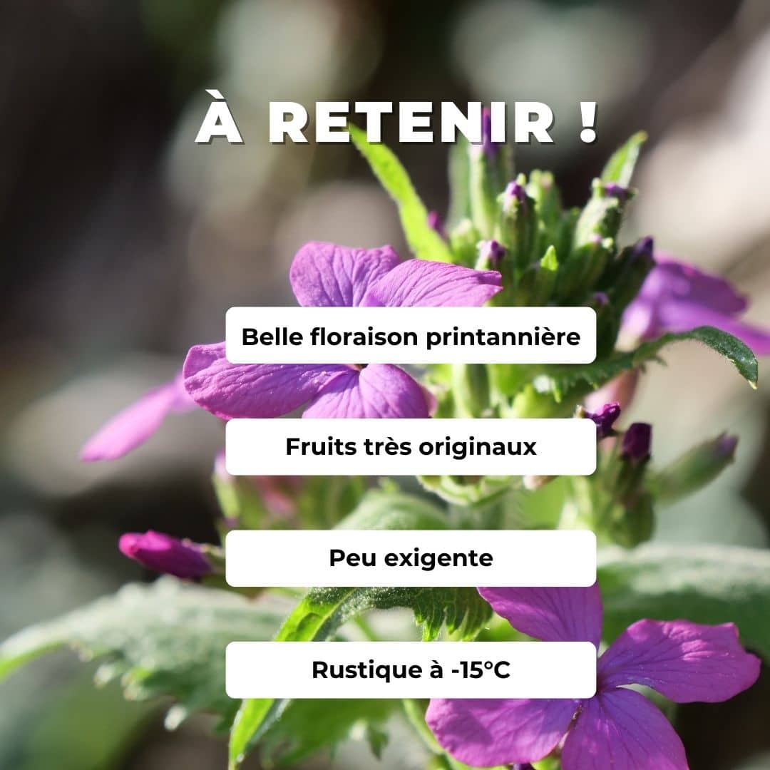 Comment semer et cultiver des graines de monnaie du pape monde vegetal