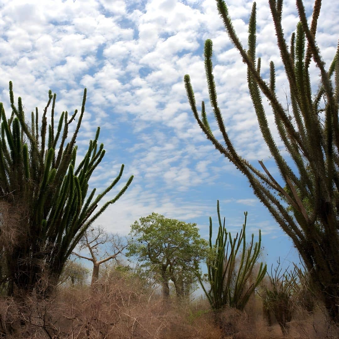 Comment semer et cultiver l'arbre pieuvre Alluaudia procera plante xérophyte rare et insolite de monde vegetal