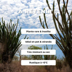 Comment semer et cultiver l'arbre pieuvre Alluaudia procera plante xérophyte rare et insolite de monde vegetal tous les conseils de culture