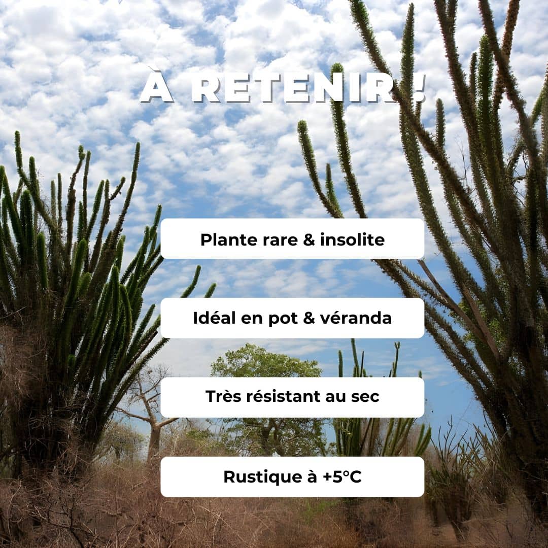 Comment semer et cultiver l'arbre pieuvre Alluaudia procera plante xérophyte rare et insolite de monde vegetal tous les conseils de culture