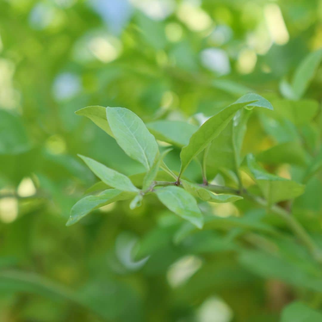 Comment semer et cultiver la Baie de goji monde vegetal