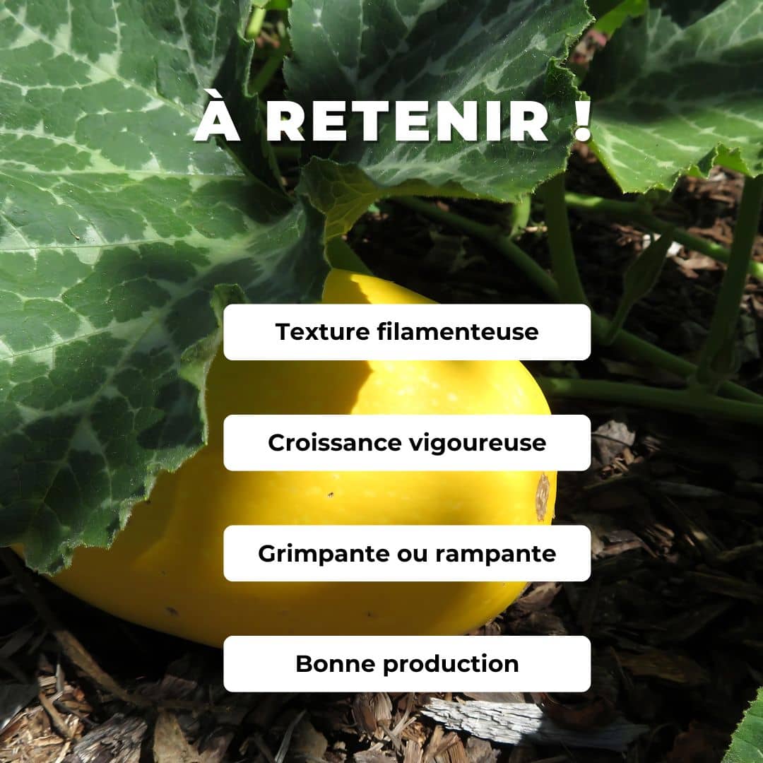 Comment semer et cultiver la courge spaghetti cucurbita pepo monde vegetal