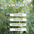 Comment semer et cultiver le Caraganier de Sibérie et manger ses fruits monde végétal