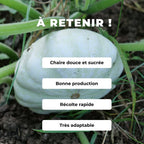 Comment semer et cultiver le Patisson blanc Custard White