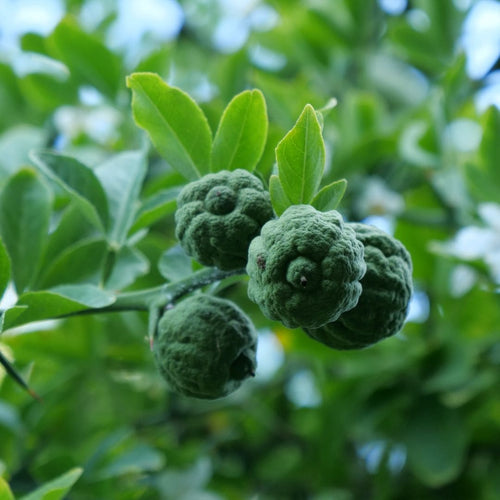 Comment semer et cultiver le Poncirus trifoliata monde vegetal