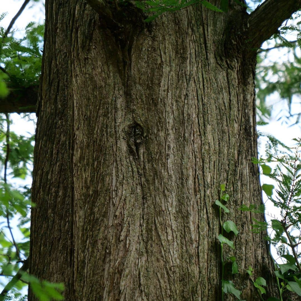 Comment semer et cultiver le metasequoia monde vegetal