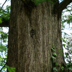 Comment semer et cultiver le metasequoia monde vegetal