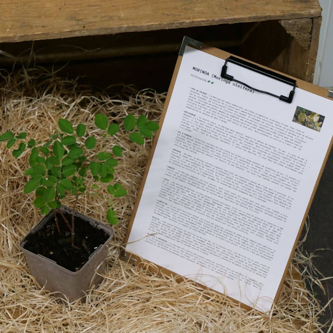 Comment semer et cultiver le moringa oleifera avec monde vegetal