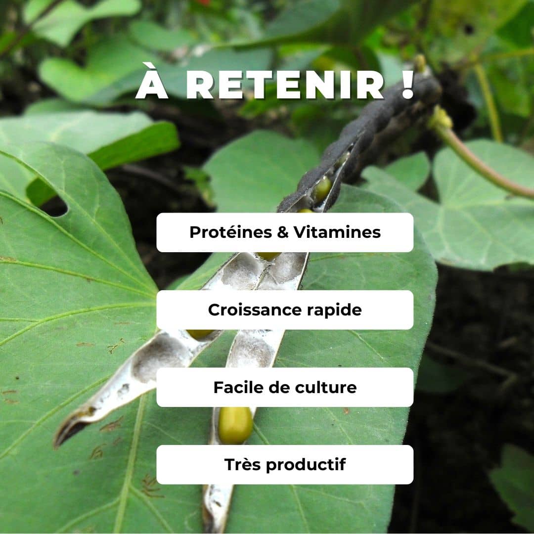 Comment semer et cultiver les graines de Haricot Mungo Vigna radiata monde végétal