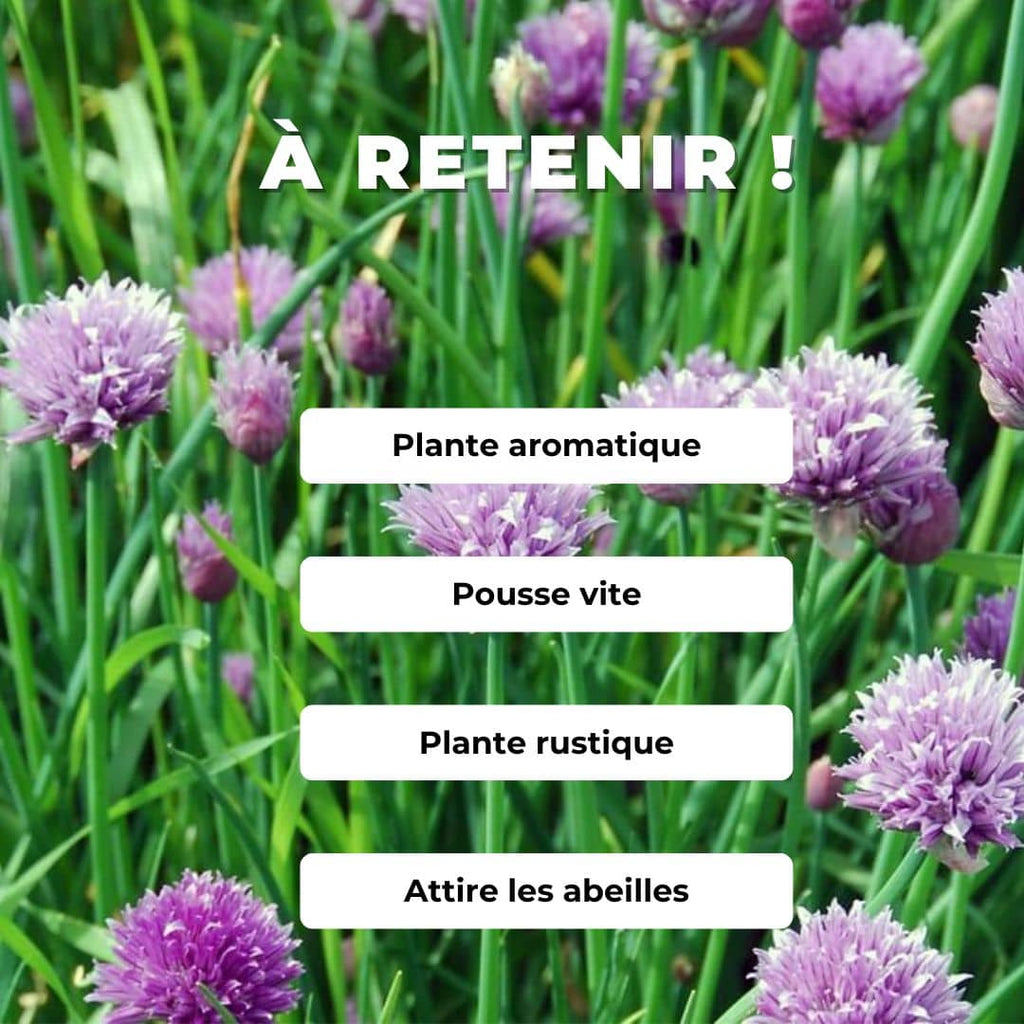 Comment semer la ciboulette à larges feuilles avec monde végétal