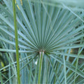 Graines de palmier bleu de l’Atlas (Chamaerops humilis)