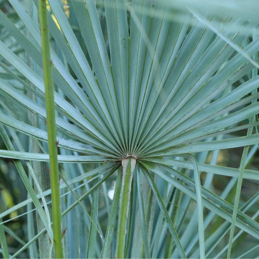 GRAINES - Palmier Bleu de l'Atlas (Chamaerops humilis var cerifera)
