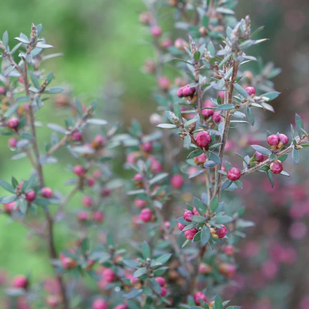 Comment semer planter et cultiver Leptospermum polygalifolium arbre à thé petit arbuste à floraison abondante d'australie monde vegetal