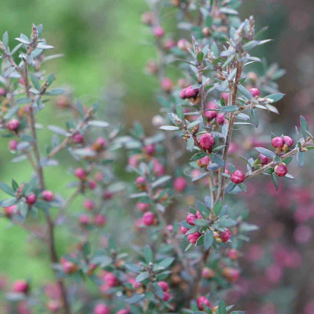 Comment semer planter et cultiver Leptospermum polygalifolium arbre à thé petit arbuste à floraison abondante d'australie monde vegetal