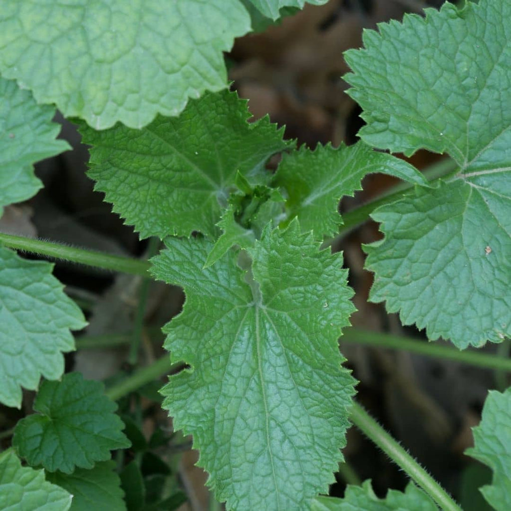 Comment utiliser la Lunaria annua avec monde vegetal