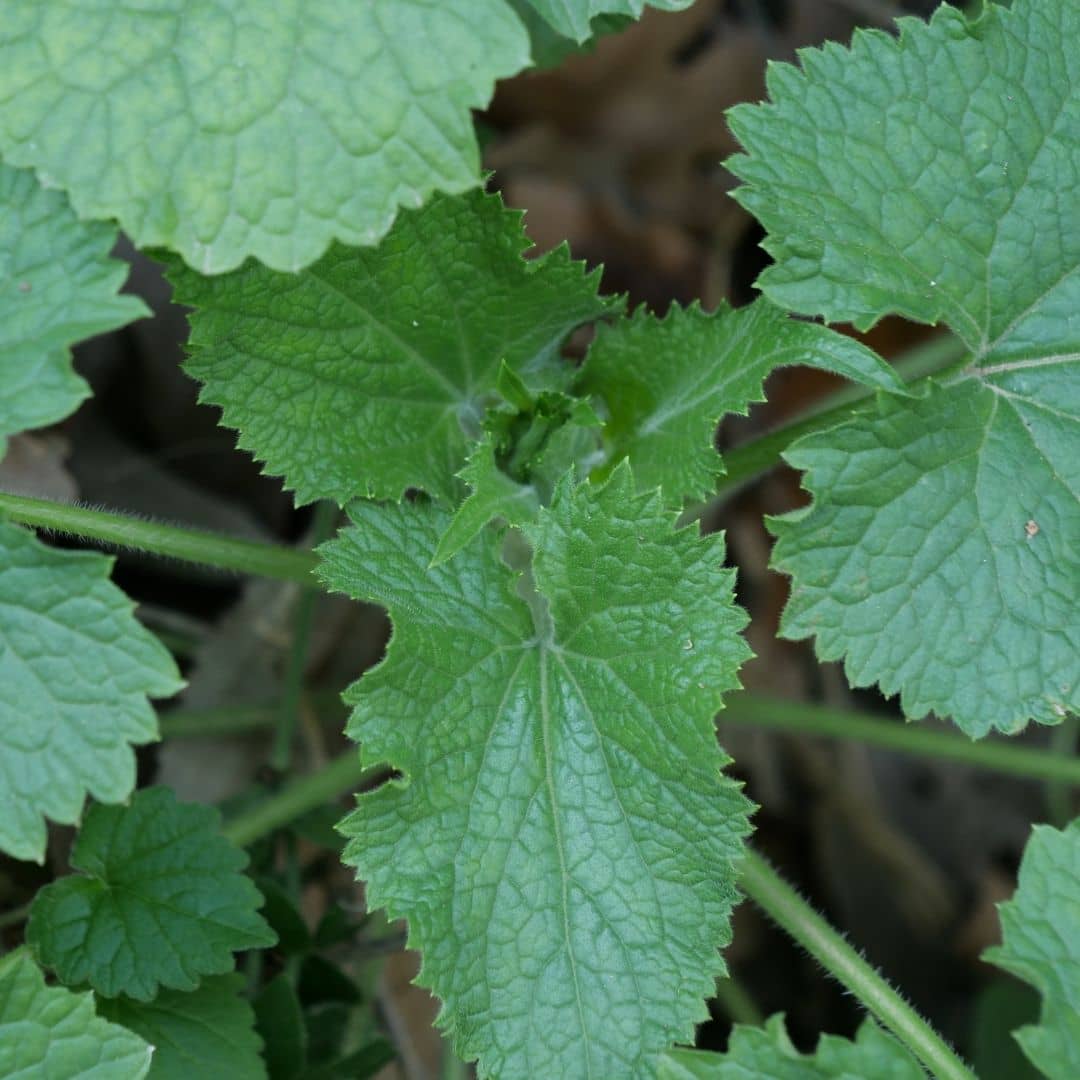 Comment utiliser la Lunaria annua avec monde vegetal