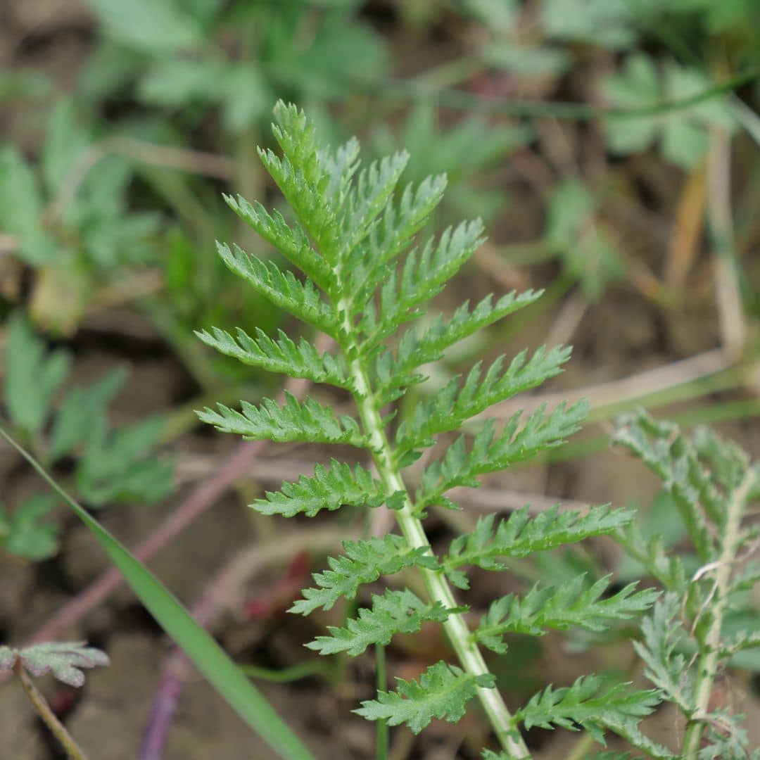 Comment utiliser les feuilles de la tanaisie vulgaire au jardin