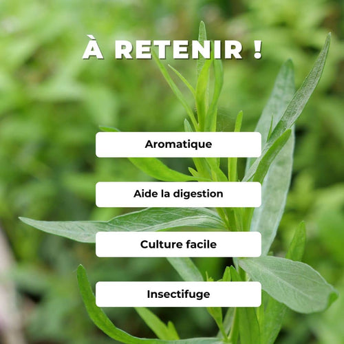Comment cultiver l'Estragon artemisia dracunculus monde végétal