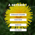 Pissenlit officinal — Graines