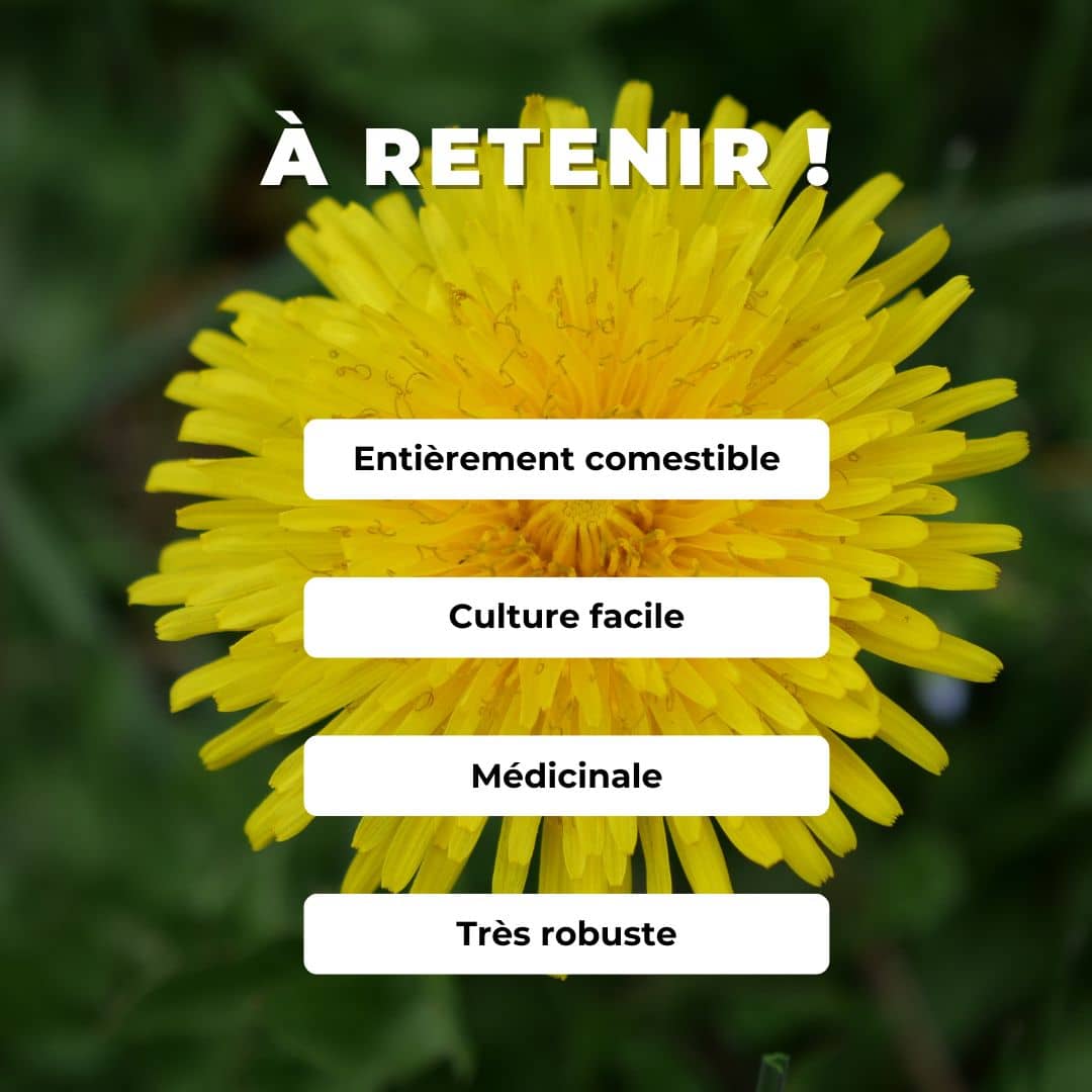 Pissenlit officinal — Graines