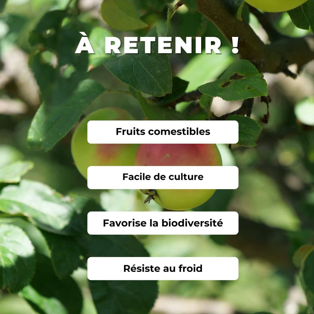 Comment planter un baby plant de pommier commun malus communis monde végétal