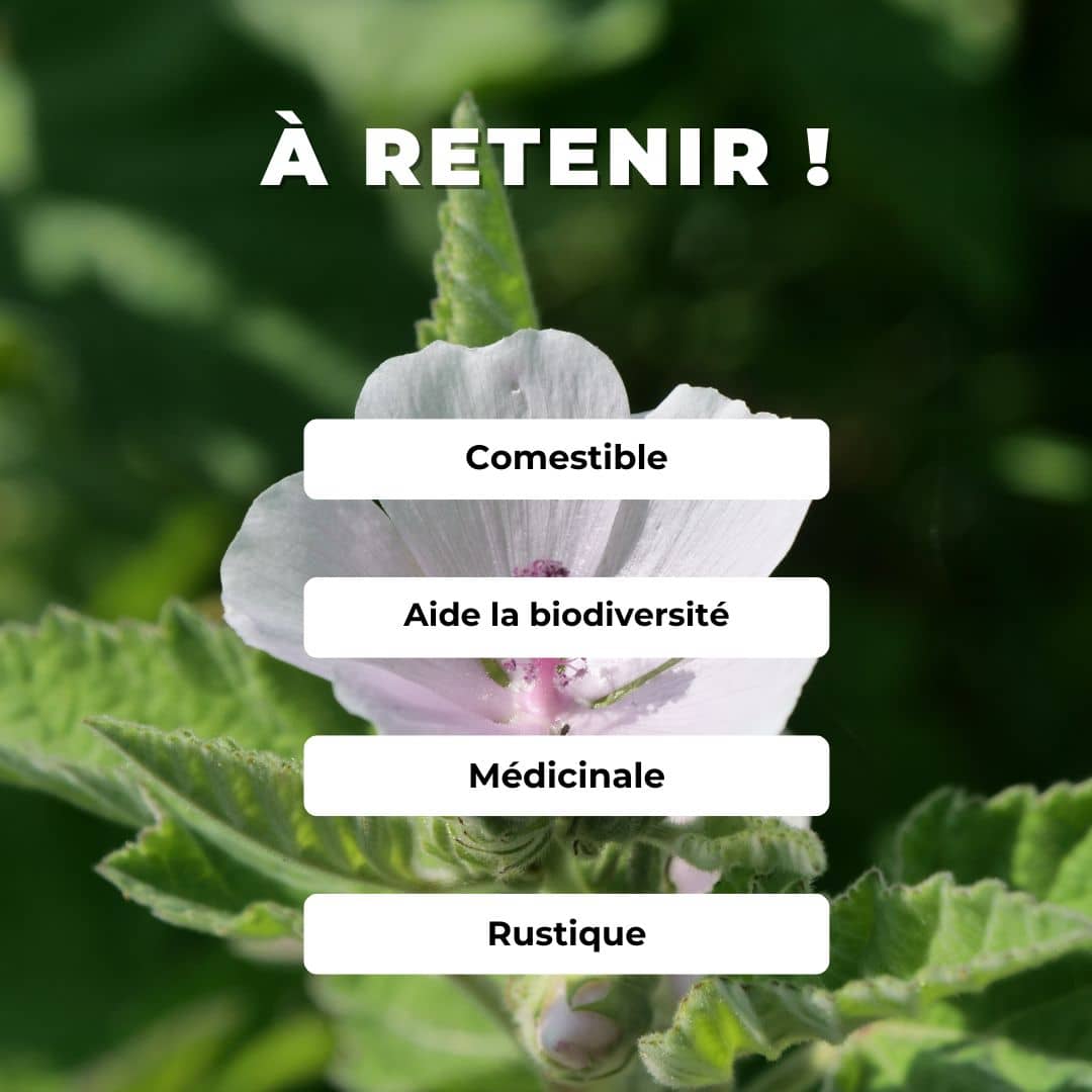 Comment semer et cultiver la Guimauve officinale Althea officinalis monde végétal