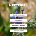 Comment semer et cultiver la bourrache officinale plante pour les abeilles monde végétal