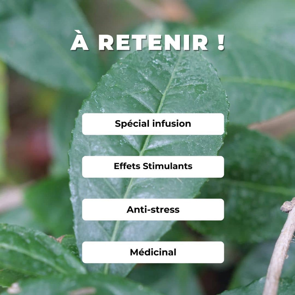 Comment semer et cultiver le thé camelia sinensis plantes aromatiques rares monde végétal