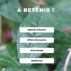 Comment semer et cultiver le thé camelia sinensis plantes aromatiques rares monde végétal
