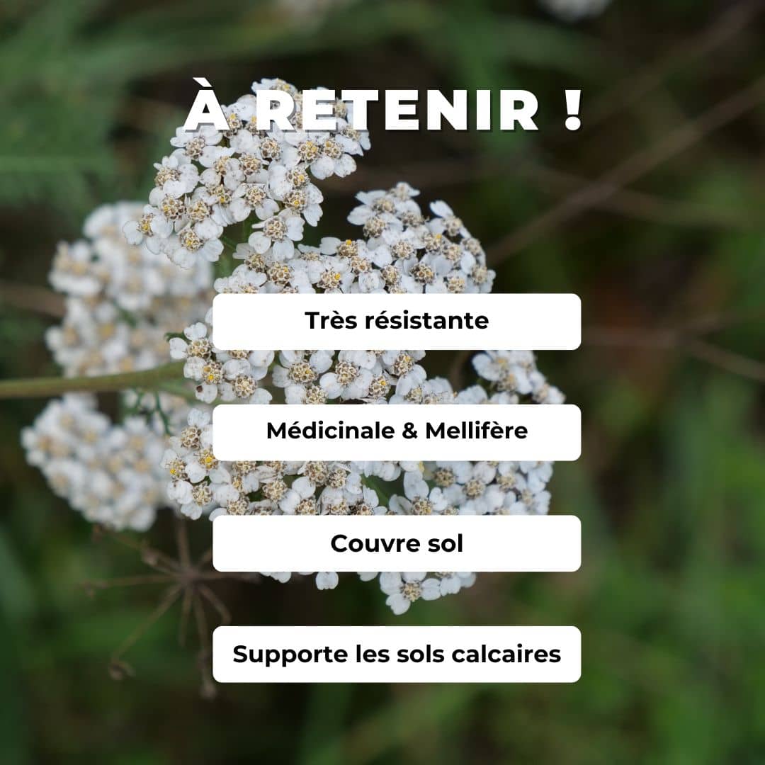 Comment semer planter et cultiver l'Achillée Millefeuille Achillea millefolium avec monde végétal