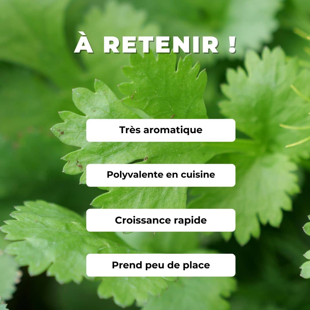 Comment semer planter et cultiver la coriandre avec Monde Végétal