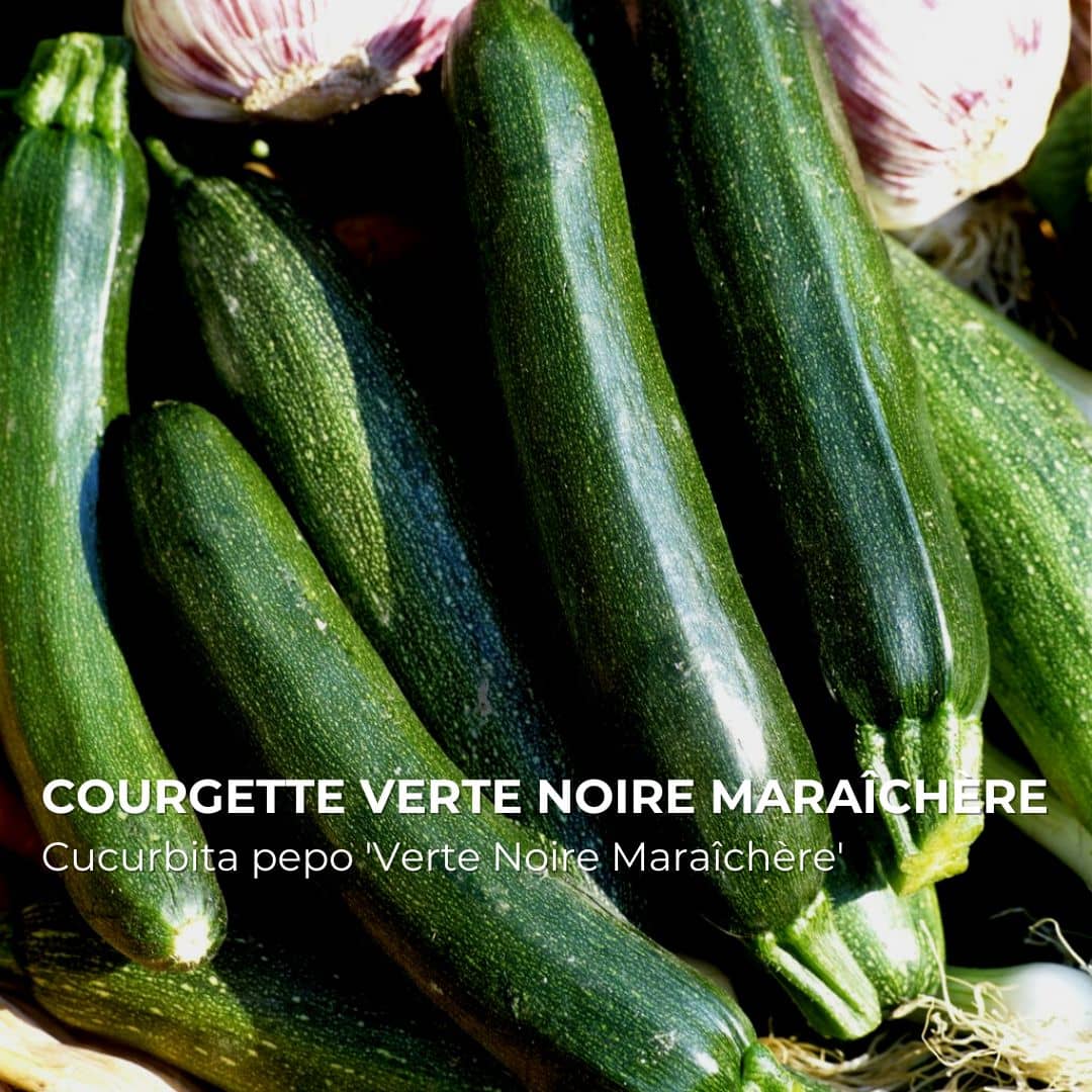 GRAINES - Courgette Verte Noire Maraîchère (Cucurbita pepo 'Verte Noire Maraîchère')