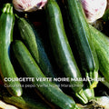 Graines de courgette Verte Noire Maraîchère