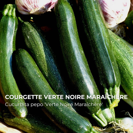 Courgette Verte Noire Maraîchère