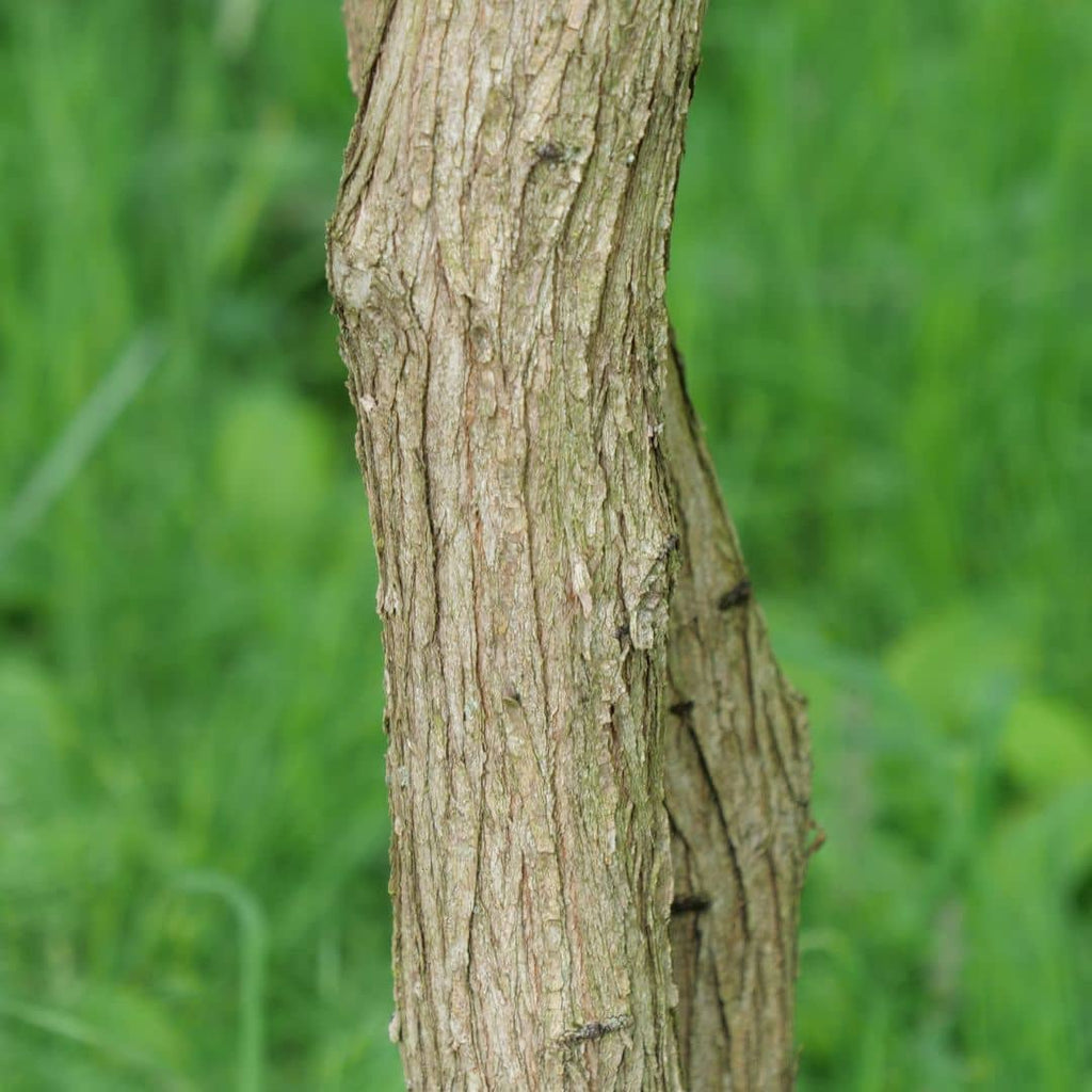 Cultiver Xanthoceras sorbifolium monde vegetal
