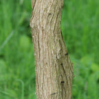 Cultiver Xanthoceras sorbifolium monde vegetal