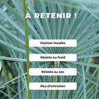 Cultiver le Palmier Bleu du Maroc graines monde vegetal