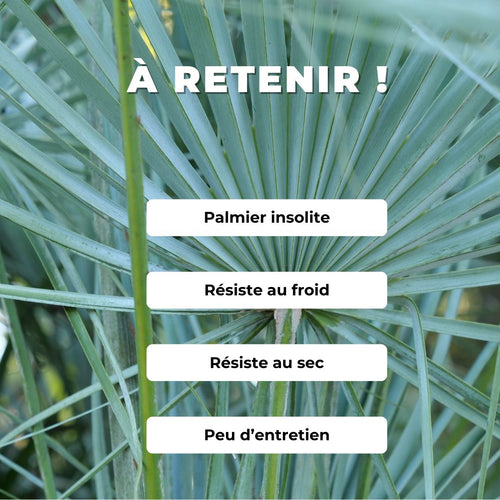 Cultiver le Palmier Bleu du Maroc graines monde vegetal