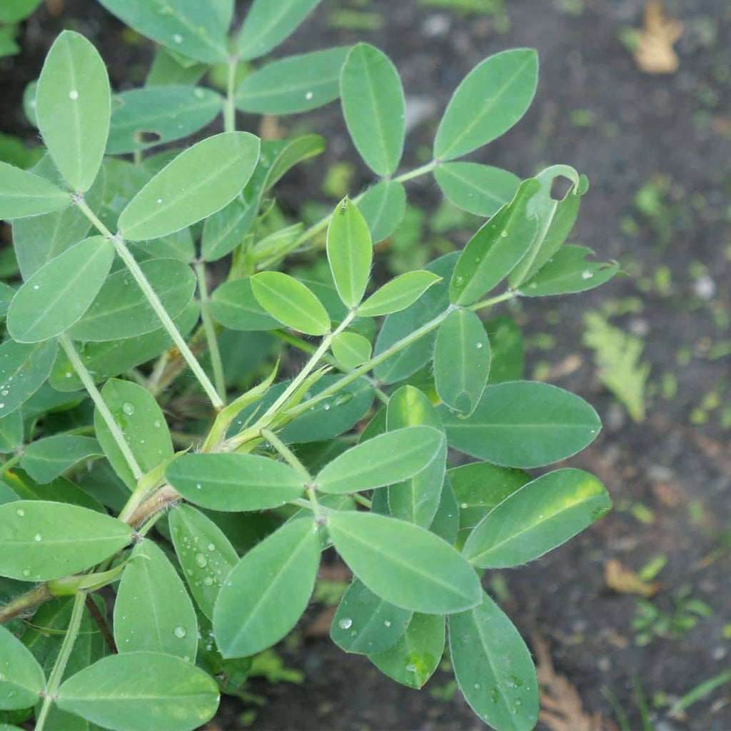 Cultiver vos graines d'arachis hypogaea monde vegetal