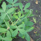 Cultiver vos graines d'arachis hypogaea monde vegetal