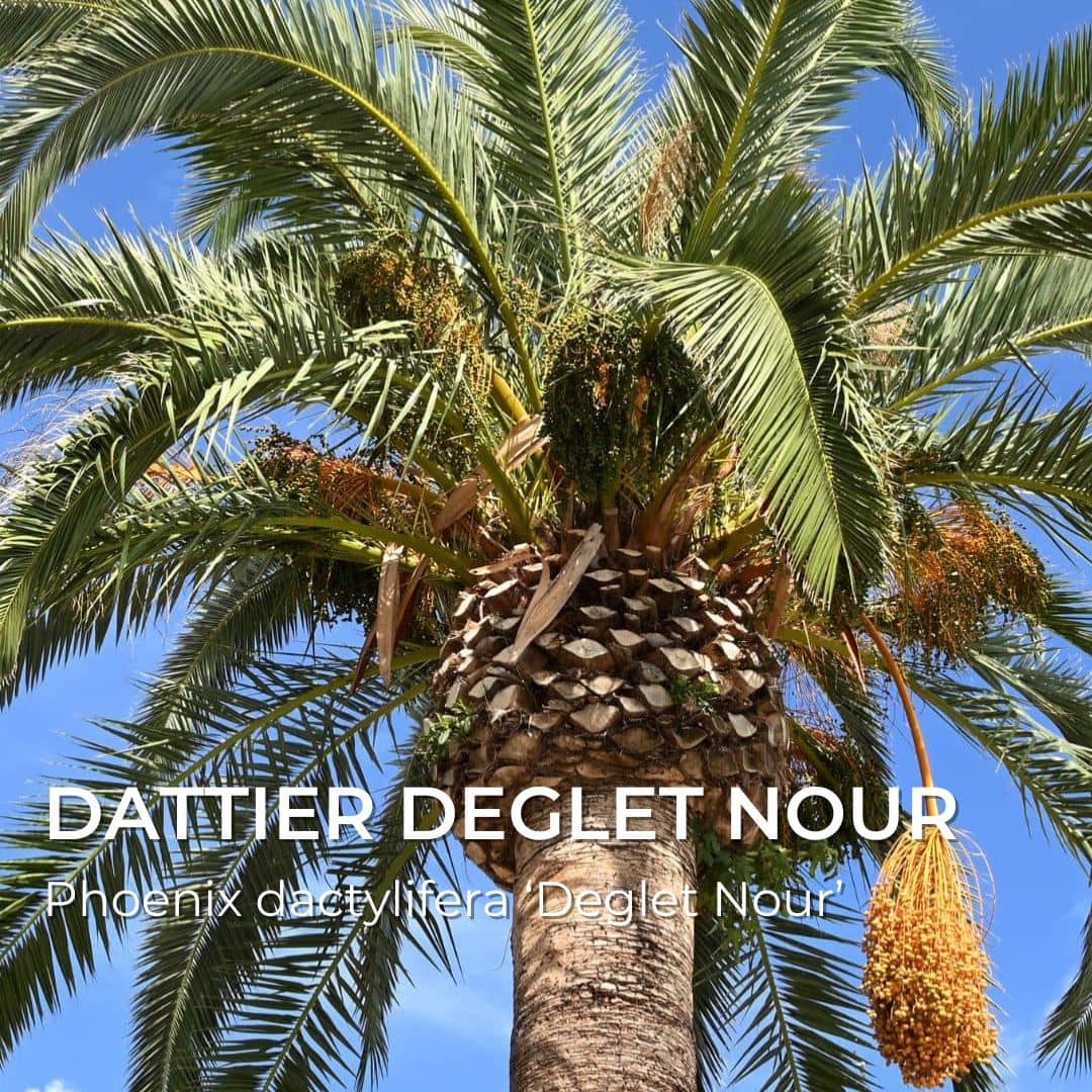 Grainebox — Les Merveilles d’Afrique