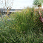 Dasylirion longifolium plante rare qui resiste au sec et au froid