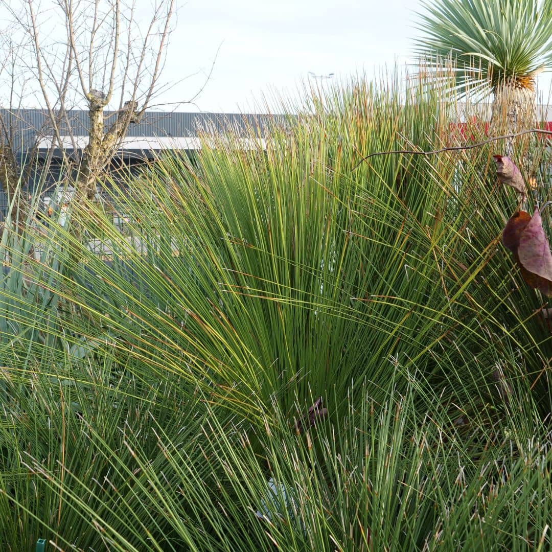 Dasylirion longifolium plante rare qui resiste au sec et au froid