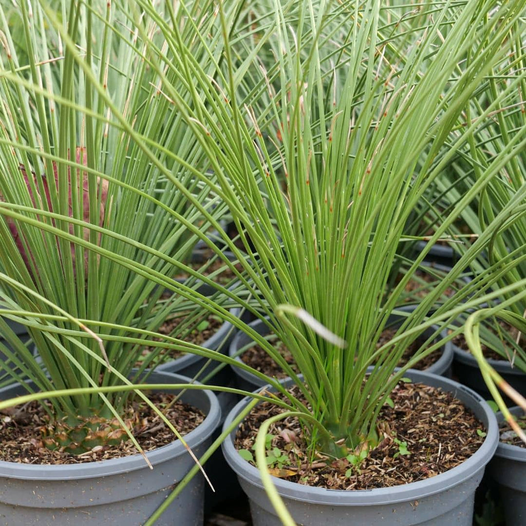 Dasylirion à feuilles de jonc (Dasylirion longifolium)