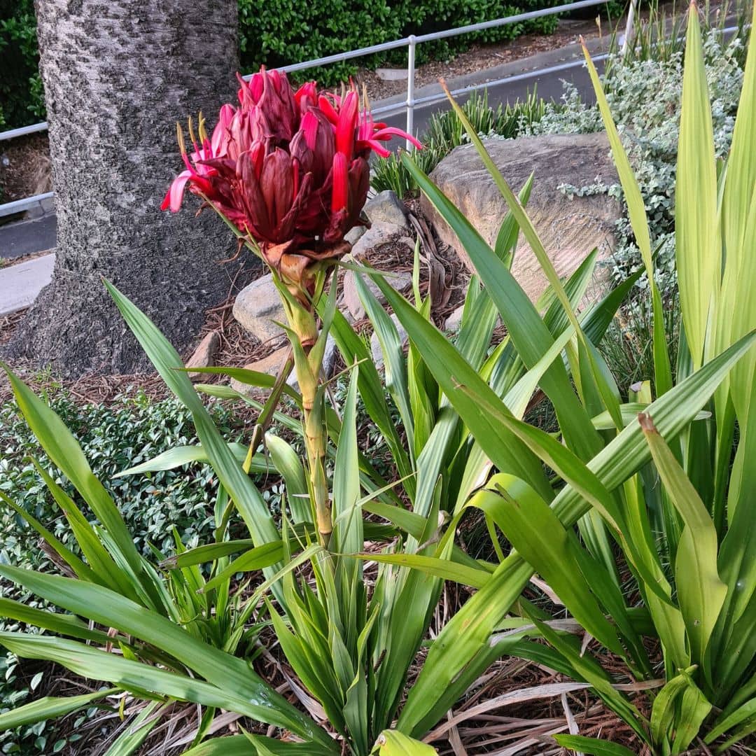 Doryanthes excelsa plant à cultiver