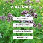 EUPATORIUM CANNABINUM eupatoie à feuilles de chanvre plantes sauvages à cultiver comment semer et cultiver cette plante sauvage