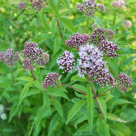 EUPATORIUM CANNABINUM eupatoie à feuilles de chanvre plantes sauvages à cultiver