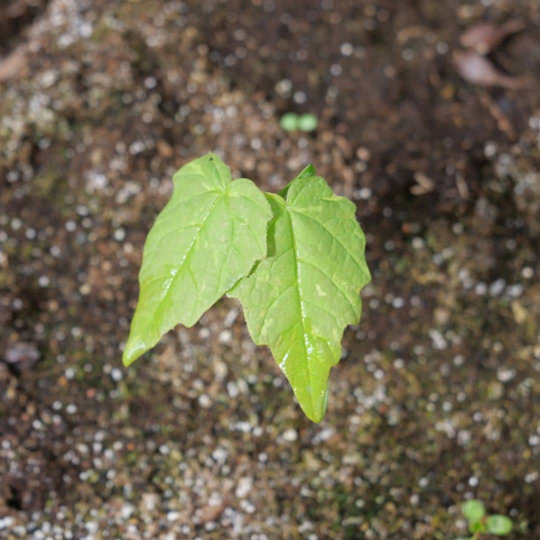 Faire germer des graines d'érable à sucre acer saccharum