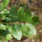 Feuillage caduc du pistachier térébinthe, Pistacia terebinthus