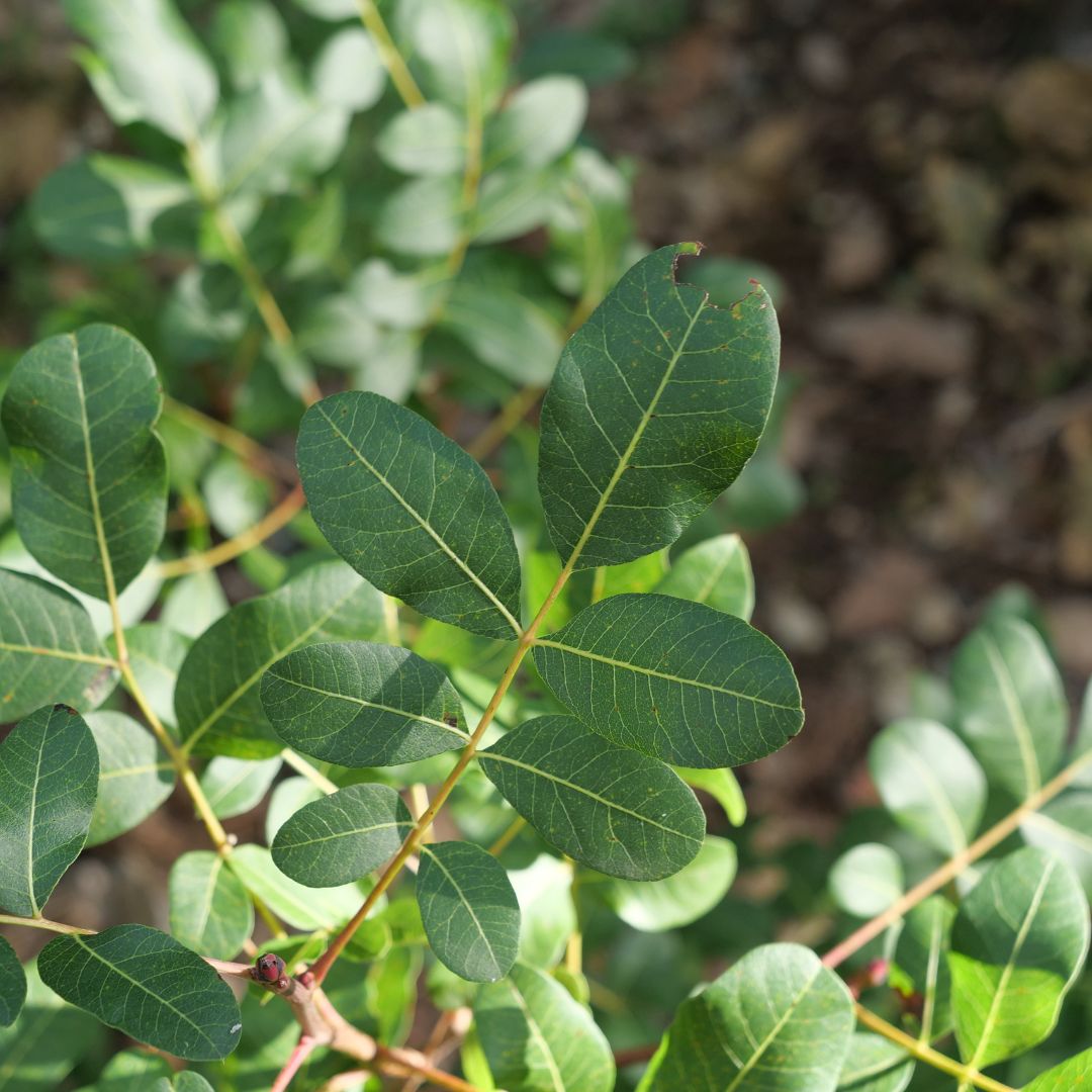 Feuilles composées de Pistacia terebinthus aux folioles vert foncé